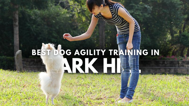 Best Dog Agility Training in Lark Hill