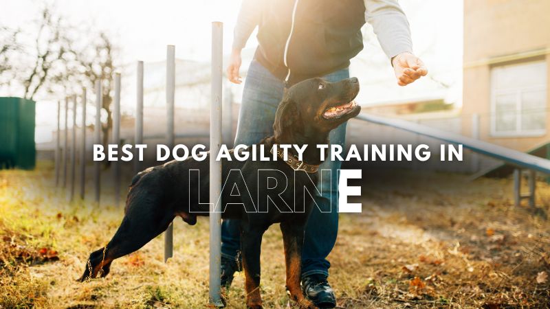 Best Dog Agility Training in Larne