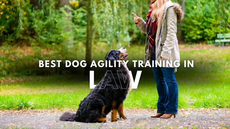 Best Dog Agility Training in Law