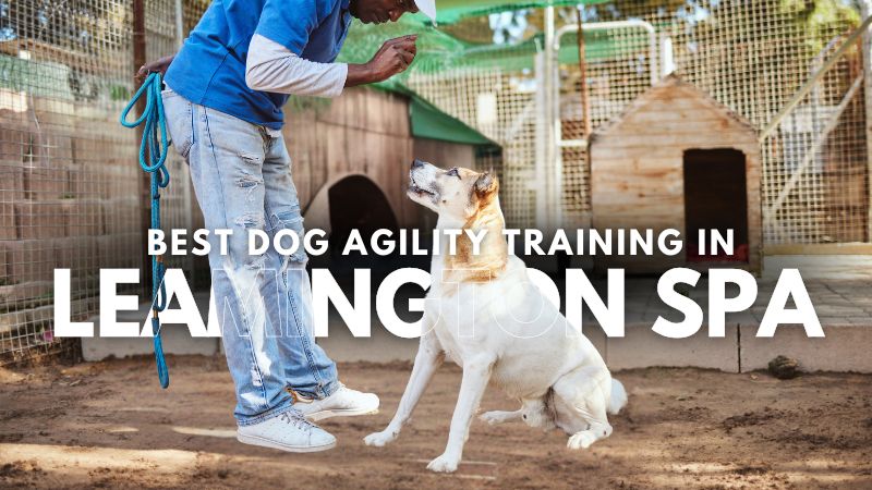 Best Dog Agility Training in Leamington Spa