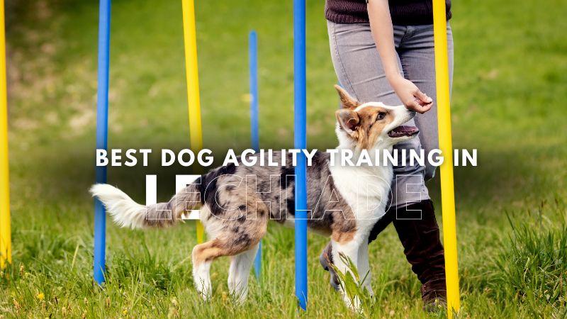 Best Dog Agility Training in Lechlade