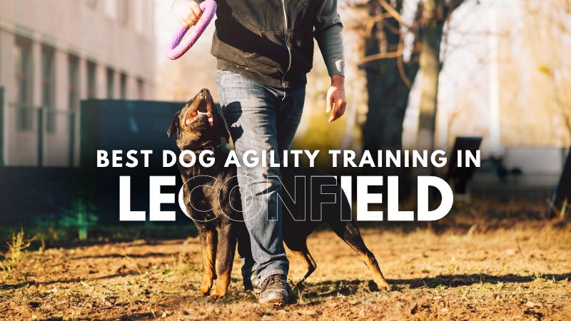 Best Dog Agility Training in Leconfield