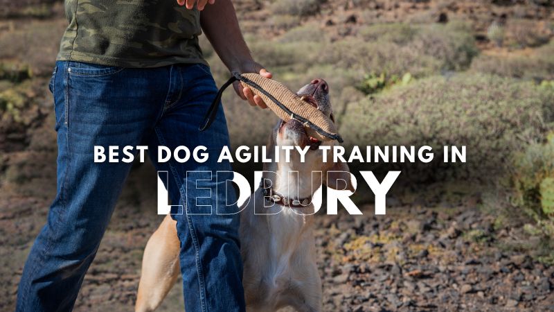 Best Dog Agility Training in Ledbury