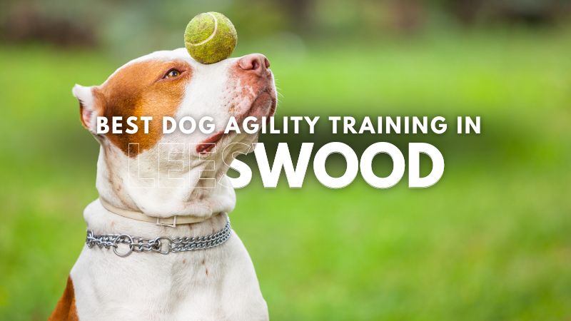 Best Dog Agility Training in Leeswood