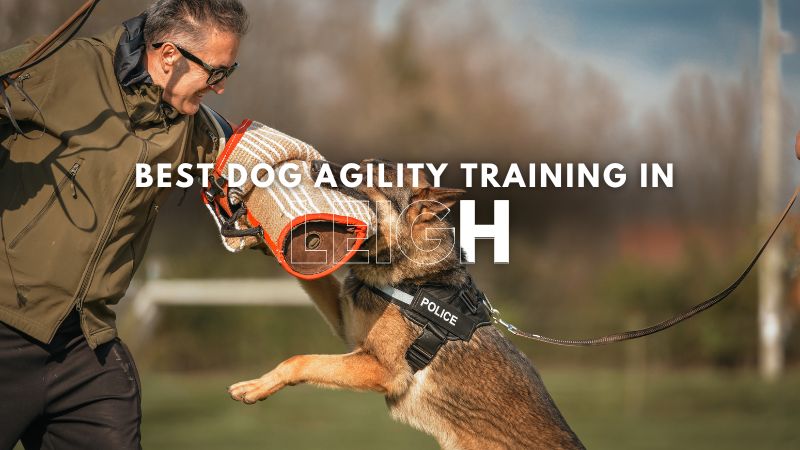 Best Dog Agility Training in Leigh