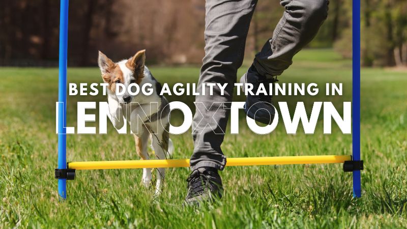 Best Dog Agility Training in Lennoxtown