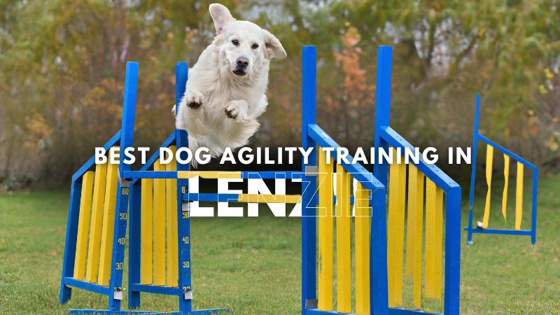 Best Dog Agility Training in Lenzie