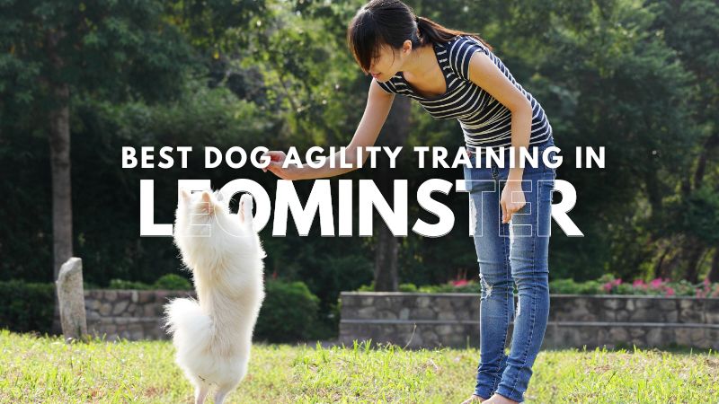 Best Dog Agility Training in Leominster