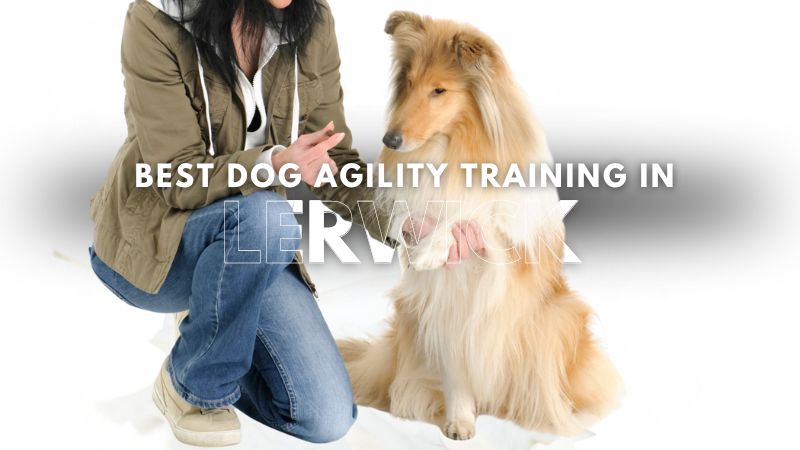 Best Dog Agility Training in Lerwick
