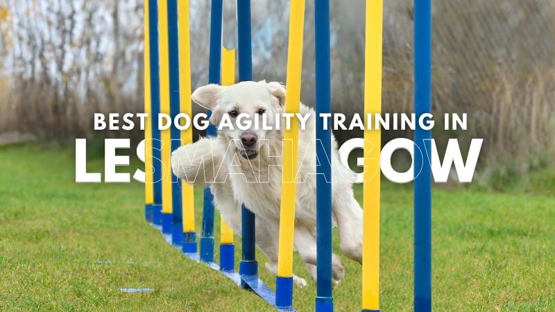 Best Dog Agility Training in Lesmahagow