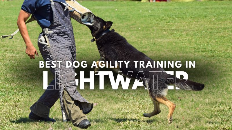 Best Dog Agility Training in Lightwater