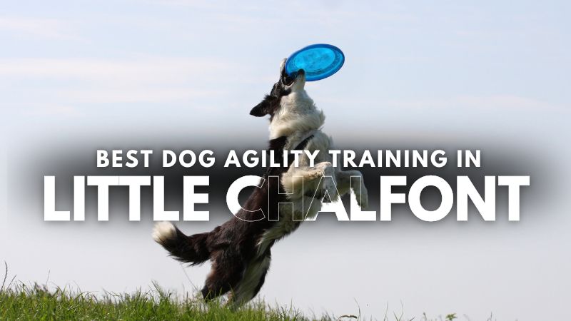 Best Dog Agility Training in Little Chalfont