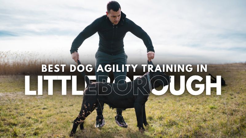 Best Dog Agility Training in Littleborough