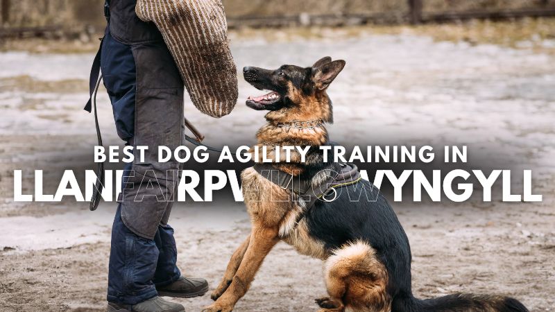 Best Dog Agility Training in Llanfairpwllgwyngyll