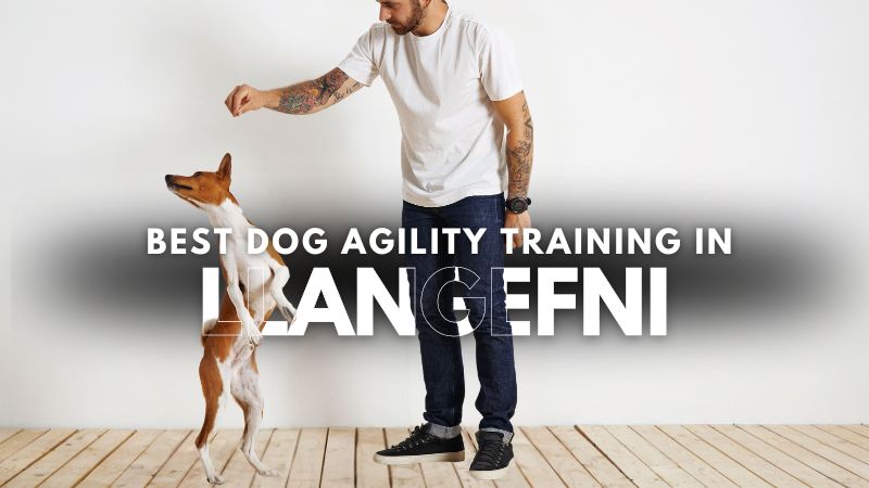 Best Dog Agility Training in Llangefni