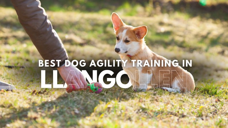 Best Dog Agility Training in Llangollen