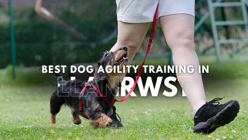 Best Dog Agility Training in Llanrwst