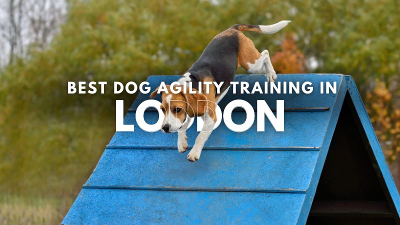 Best Dog Agility Training in Loddon