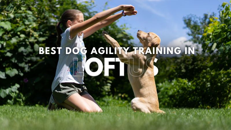 Best Dog Agility Training in Loftus