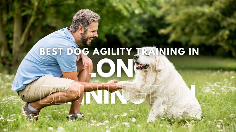 Best Dog Agility Training in Long Bennington