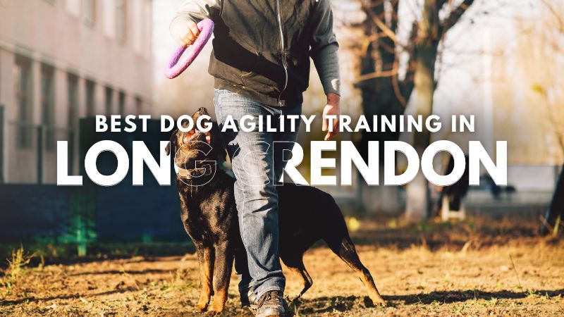 Best Dog Agility Training in Long Crendon