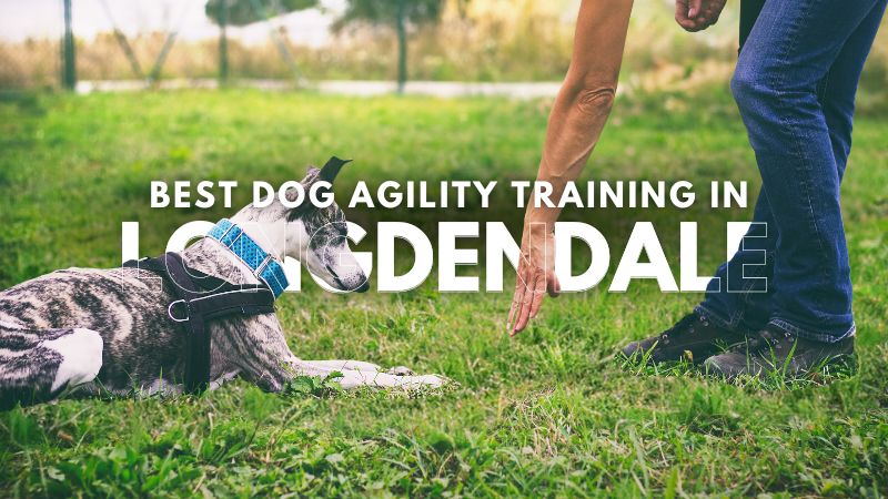 Best Dog Agility Training in Longdendale