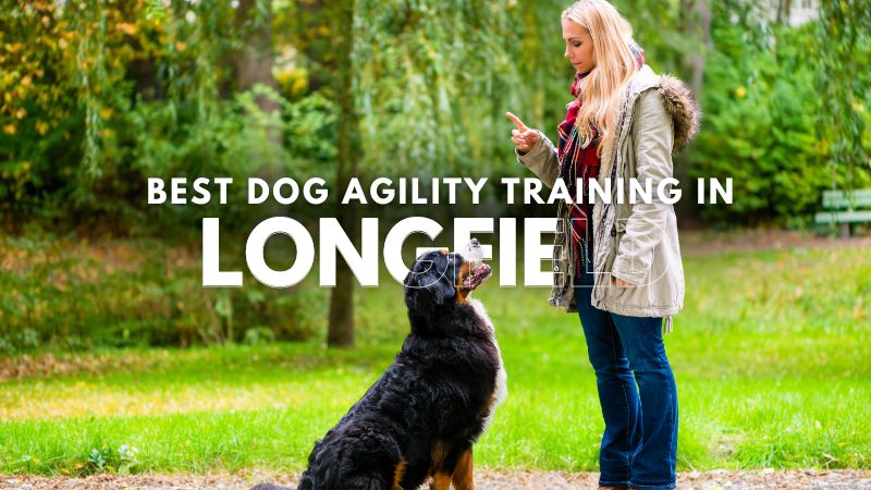 Best Dog Agility Training in Longfield