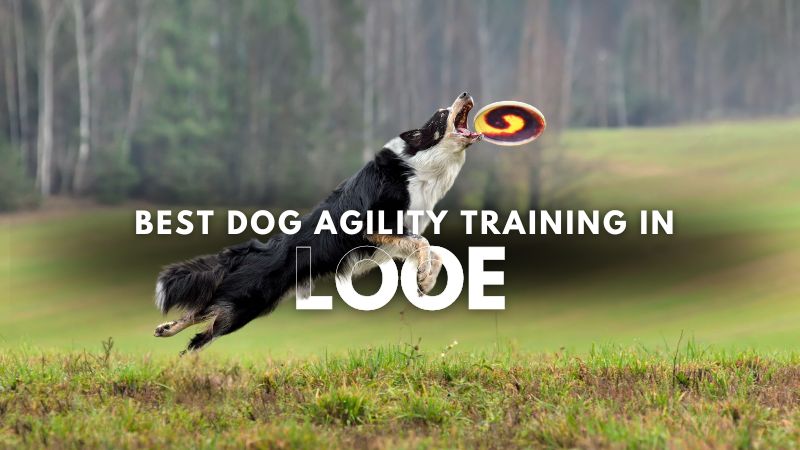 Best Dog Agility Training in Looe