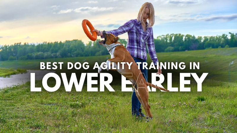 Best Dog Agility Training in Lower Earley