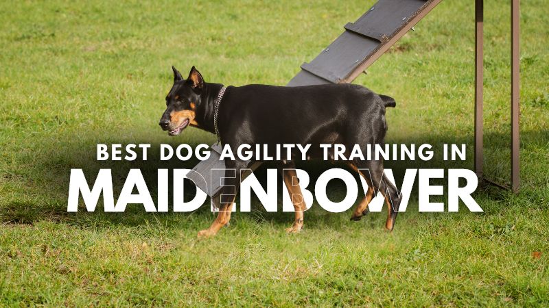 Best Dog Agility Training in Maidenbower