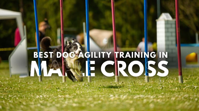 Best Dog Agility Training in Maple Cross