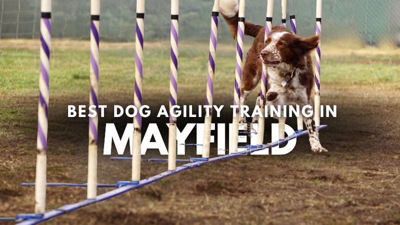 Best Dog Agility Training in Mayfield
