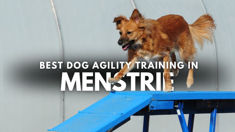 Best Dog Agility Training in Menstrie