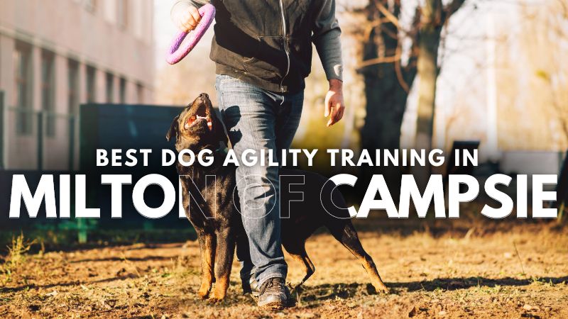 Best Dog Agility Training in Milton Of Campsie