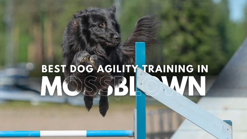 Best Dog Agility Training in Mossblown