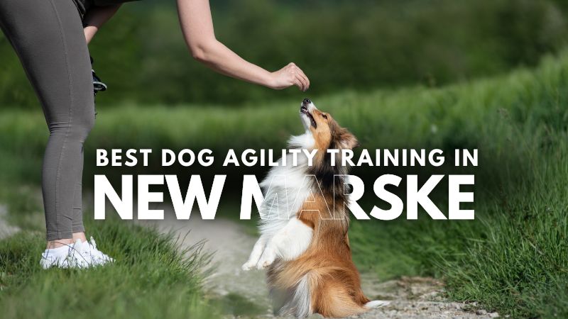 Best Dog Agility Training in New Marske