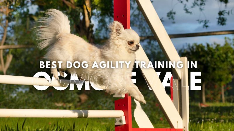 Best Dog Agility Training in Ogmore Vale