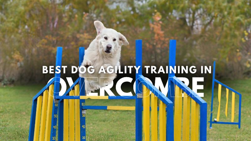 Best Dog Agility Training in Overcombe