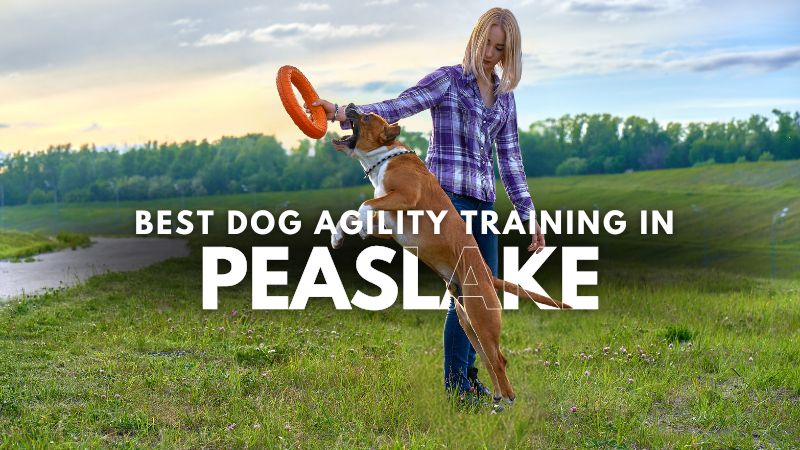 Best Dog Agility Training in Peaslake