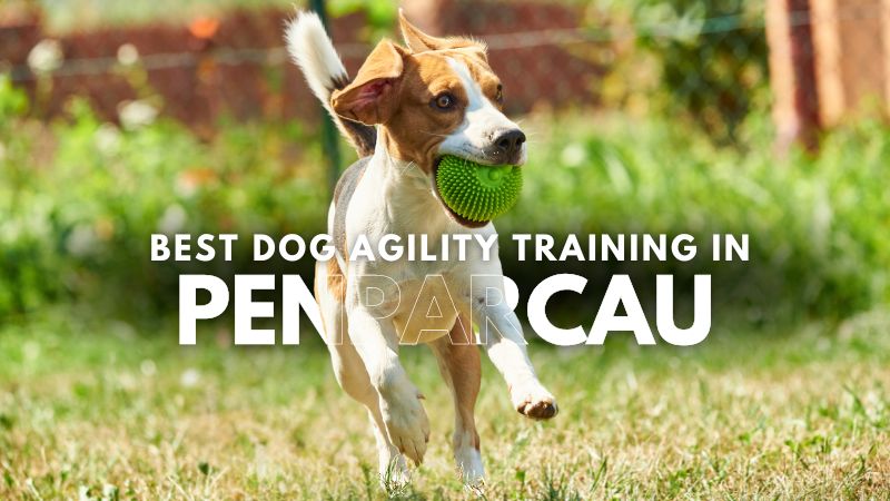 Best Dog Agility Training in Penparcau