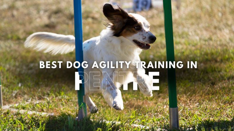 Best Dog Agility Training in Pentre
