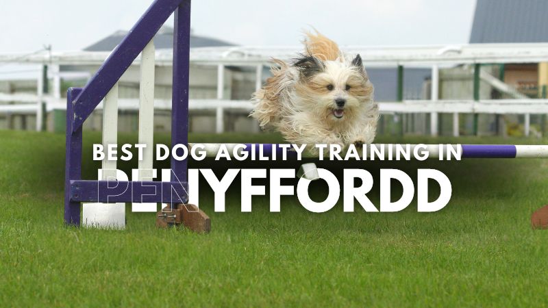 Best Dog Agility Training in Penyffordd
