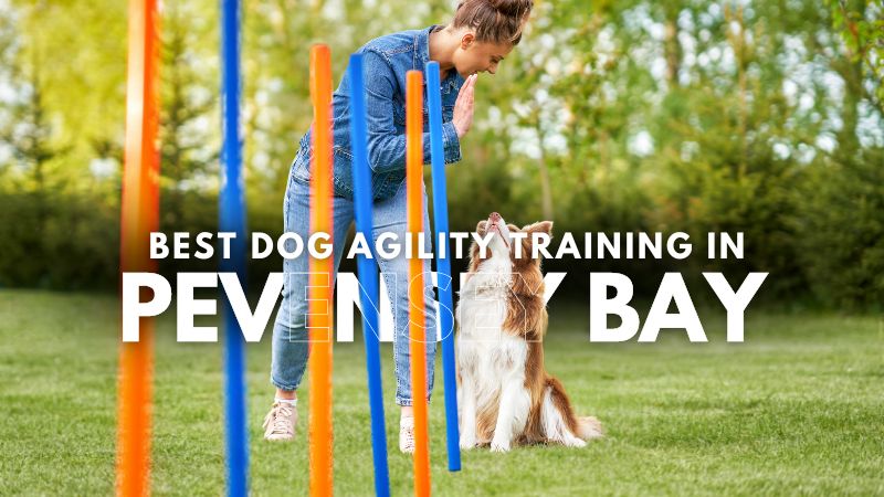 Best Dog Agility Training in Pevensey Bay