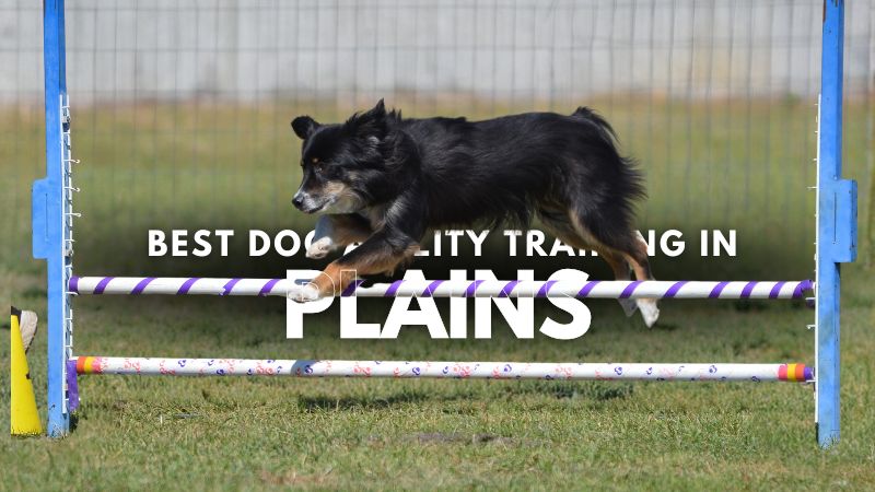 Best Dog Agility Training in Plains