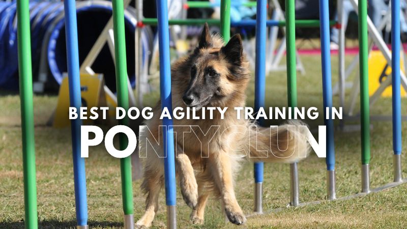 Best Dog Agility Training in Pontyclun