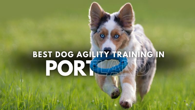 Best Dog Agility Training in Portland