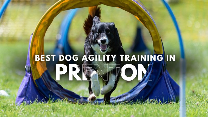 Best Dog Agility Training in Prenton