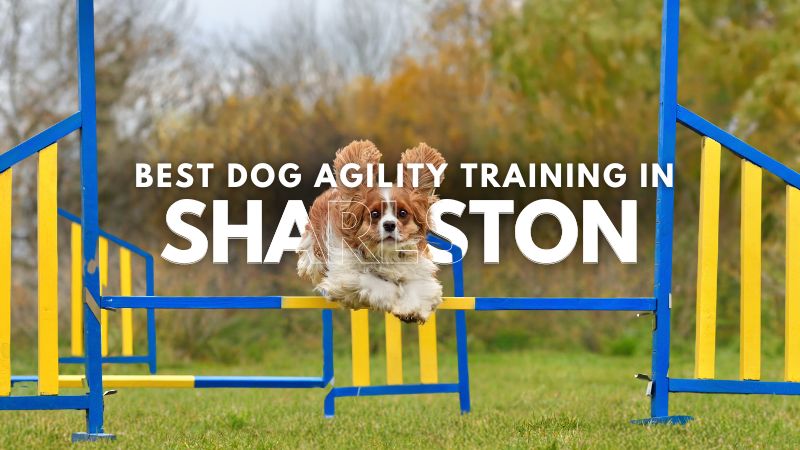Best Dog Agility Training in Sharlston