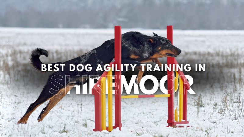 Best Dog Agility Training in Shiremoor