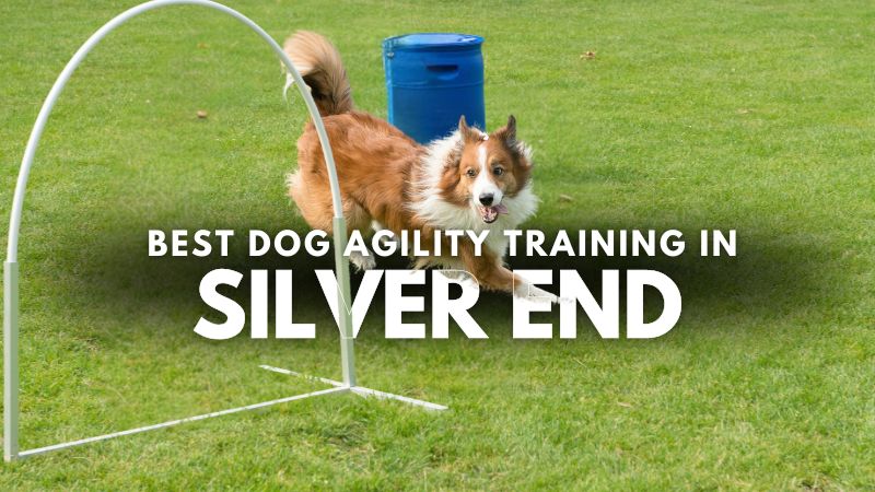Best Dog Agility Training in Silver End